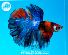 Load image into Gallery viewer, Candy Koi Halfmoon Male