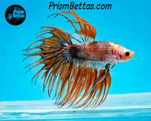 Load image into Gallery viewer, Marble Crowntail Male