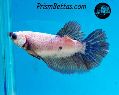 Marble Halfmoon Female