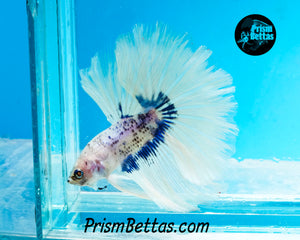 Marble Halfmoon Male