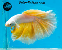 Load image into Gallery viewer, Gold Dragon Halfmoon Male