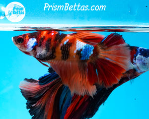 Candy Koi Halfmoon Female