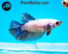 Load image into Gallery viewer, Marble Halfmoon Female