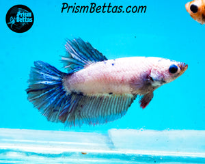 Marble Halfmoon Female