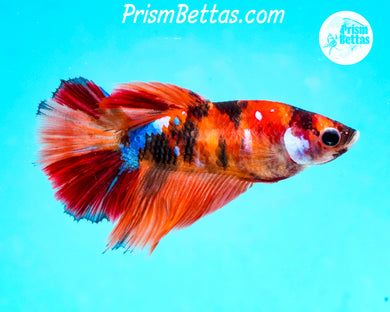 Candy Koi Halfmoon Female