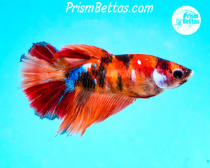 Candy Koi Halfmoon Female