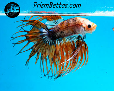 Marble Crowntail Male