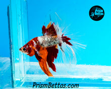 Load image into Gallery viewer, Copper Candy Marble Halfmoon Male