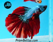 Load image into Gallery viewer, Rainbow Marble Halfmoon Male