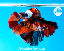 Load image into Gallery viewer, Candy Koi Halfmoon Female