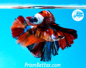 Candy Koi Halfmoon Female