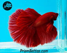 Load image into Gallery viewer, Red-Orange Halfmoon Male