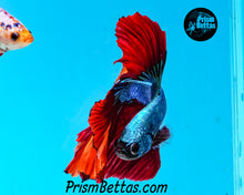 Load image into Gallery viewer, Rainbow Marble Halfmoon Male