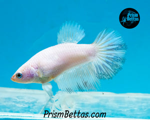 Marble Halfmoon Female