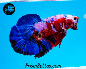 Marble Giant Halfmoon Plakat Male