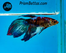 Load image into Gallery viewer, Marble Veiltail Female