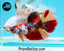 Load image into Gallery viewer, Candy Koi Halfmoon Female