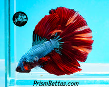 Load image into Gallery viewer, Rainbow Marble Halfmoon Male