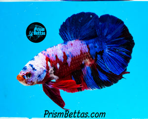 Marble Giant Halfmoon Plakat Male