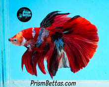 Load image into Gallery viewer, Koi Halfmoon Male