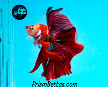 Load image into Gallery viewer, Koi Halfmoon Male