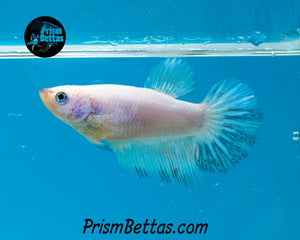 Marble Halfmoon Female