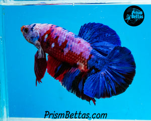 Marble Giant Halfmoon Plakat Male