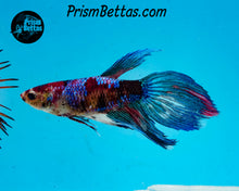 Load image into Gallery viewer, Marble Veiltail Female