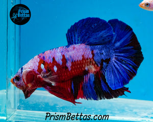 Marble Giant Halfmoon Plakat Male