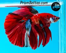 Load image into Gallery viewer, Koi Halfmoon Male