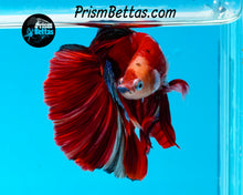 Load image into Gallery viewer, Koi Halfmoon Male