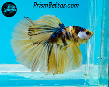 Load image into Gallery viewer, Yellow Koi Halfmoon Male