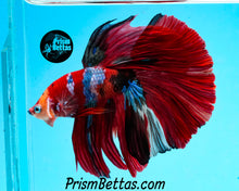 Load image into Gallery viewer, Koi Halfmoon Male