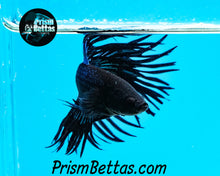 Load image into Gallery viewer, Black Orchid Crowntail Male