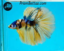 Load image into Gallery viewer, Yellow Koi Halfmoon Male