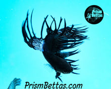 Load image into Gallery viewer, Black Orchid Crowntail Male