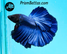 Load image into Gallery viewer, Blue Halfmoon Male