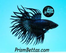 Load image into Gallery viewer, Black Orchid Crowntail Male