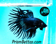 Load image into Gallery viewer, Black Orchid Crowntail Male