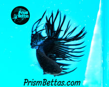 Load image into Gallery viewer, Black Orchid Crowntail Male