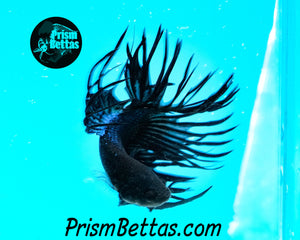 Black Orchid Crowntail Male