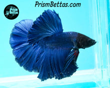 Load image into Gallery viewer, Blue Halfmoon Male