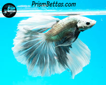 Load image into Gallery viewer, Copper Marble Halfmoon Male