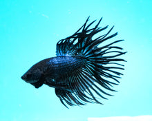 Load image into Gallery viewer, Black Orchid Crowntail Male