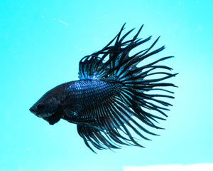 Black Orchid Crowntail Male