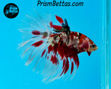Load image into Gallery viewer, Copper Galaxy Koi Halfmoon Male