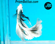 Load image into Gallery viewer, Copper Marble Halfmoon Male