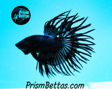 Load image into Gallery viewer, Black Orchid Crowntail Male