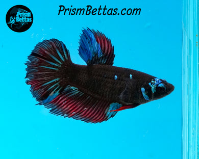 Blackstar Halfmoon Female