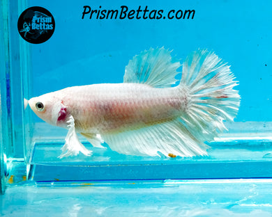 White Halfmoon Female